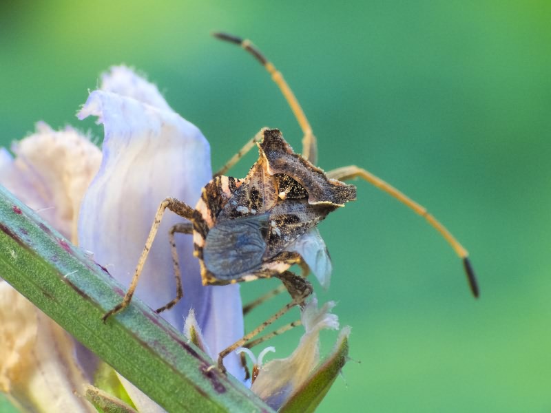 Centrocoris spiniger (Fabricius, 1781)